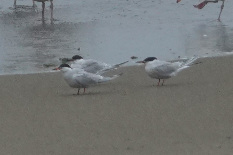 Common Tern - ML619972000