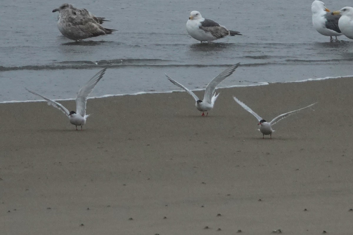 Common Tern - ML619972001