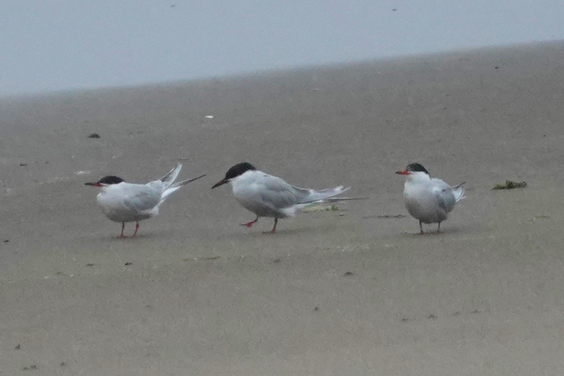 Common Tern - ML619972002