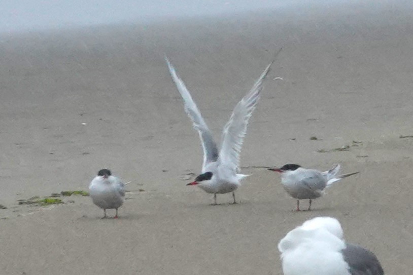 Common Tern - ML619972003