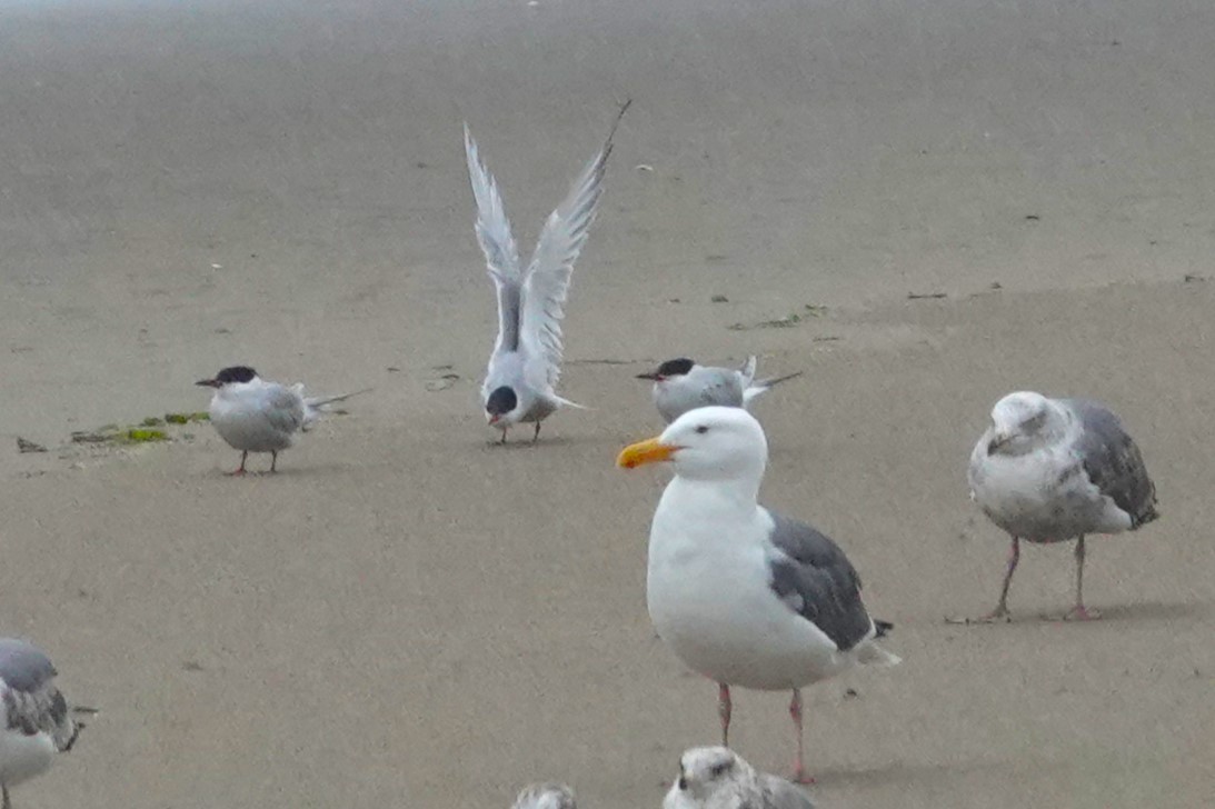 Common Tern - ML619972004