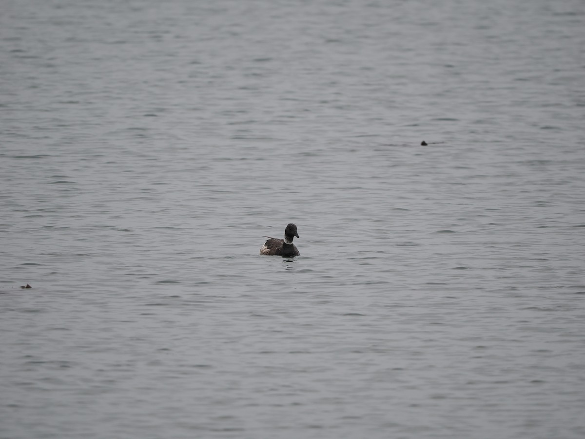 Brant (Black) - Ira Blau