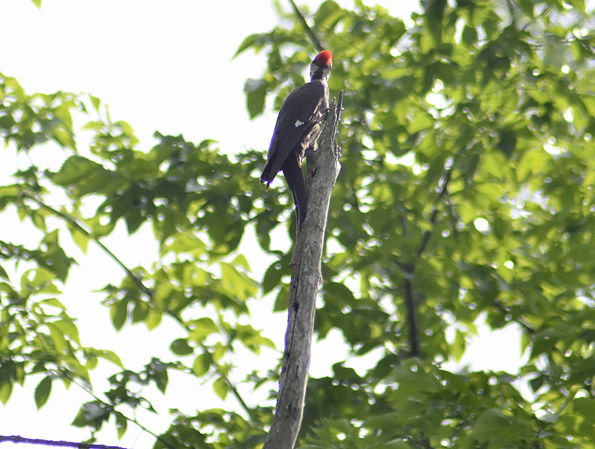 Pileated Woodpecker - ML619972012