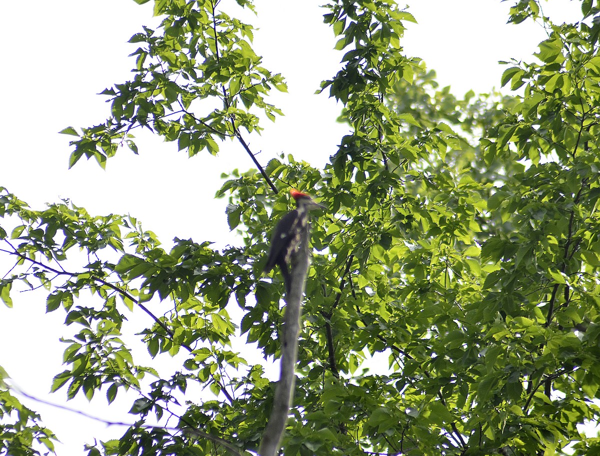 Pileated Woodpecker - ML619972014