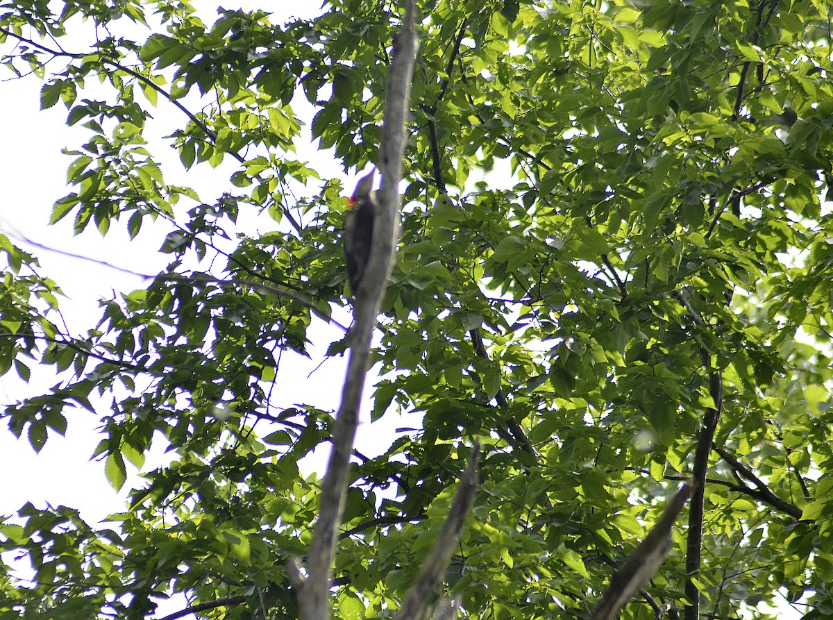 Pileated Woodpecker - ML619972015