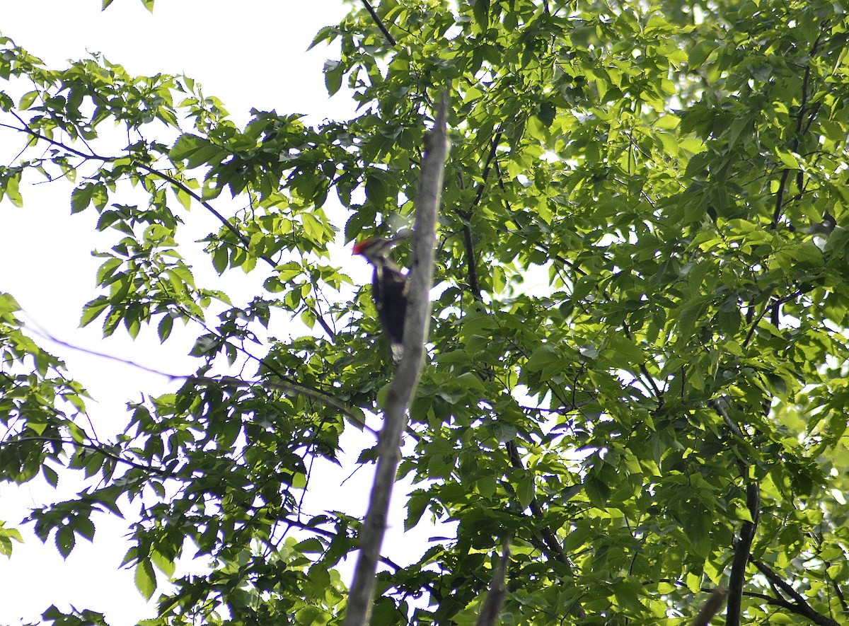 Pileated Woodpecker - ML619972016