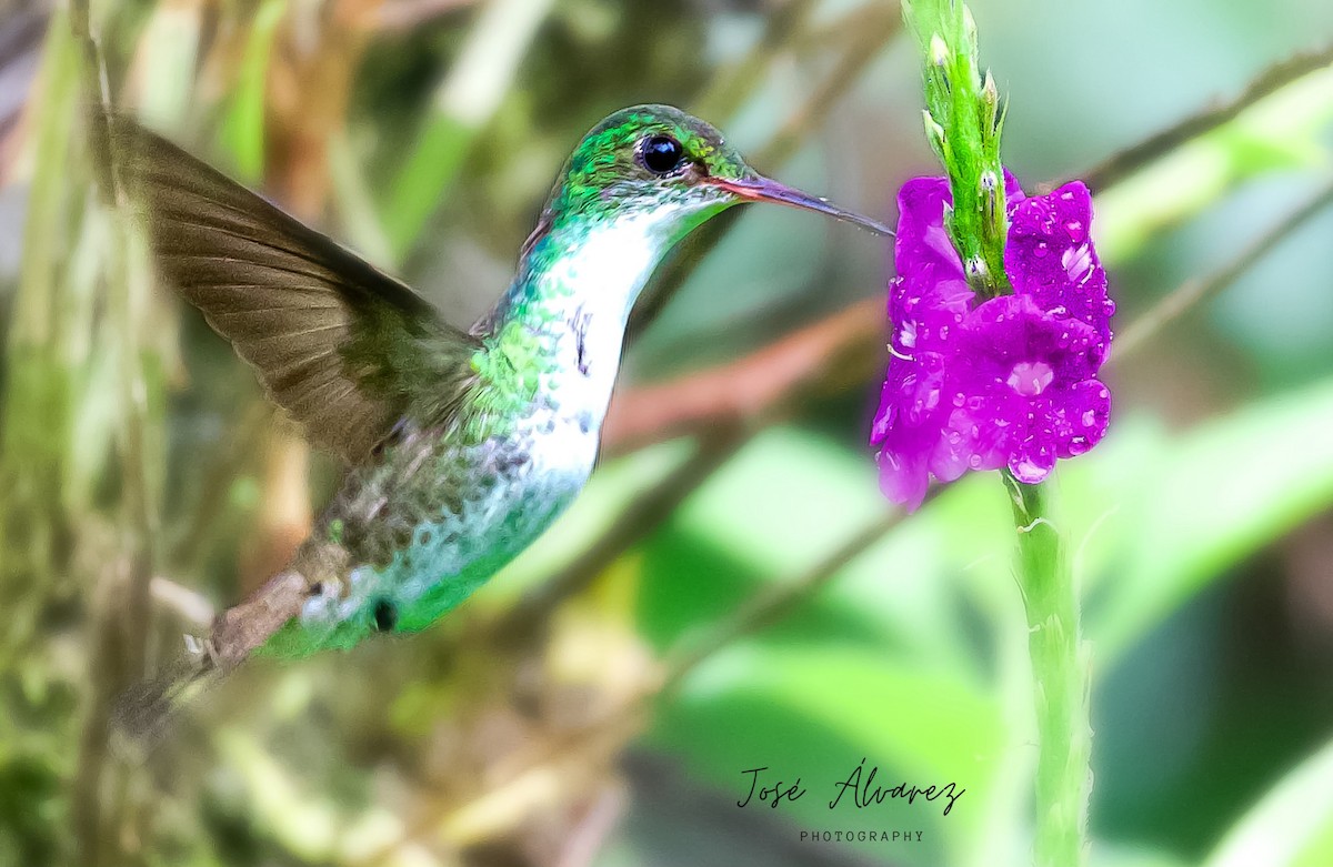 White-bellied Emerald - ML619972021