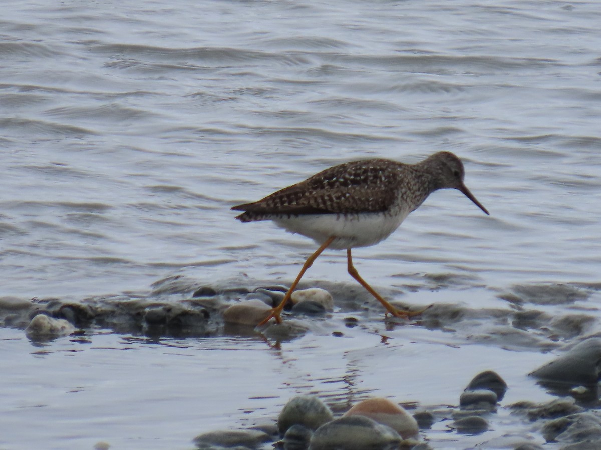 Lesser Yellowlegs - Laura Burke