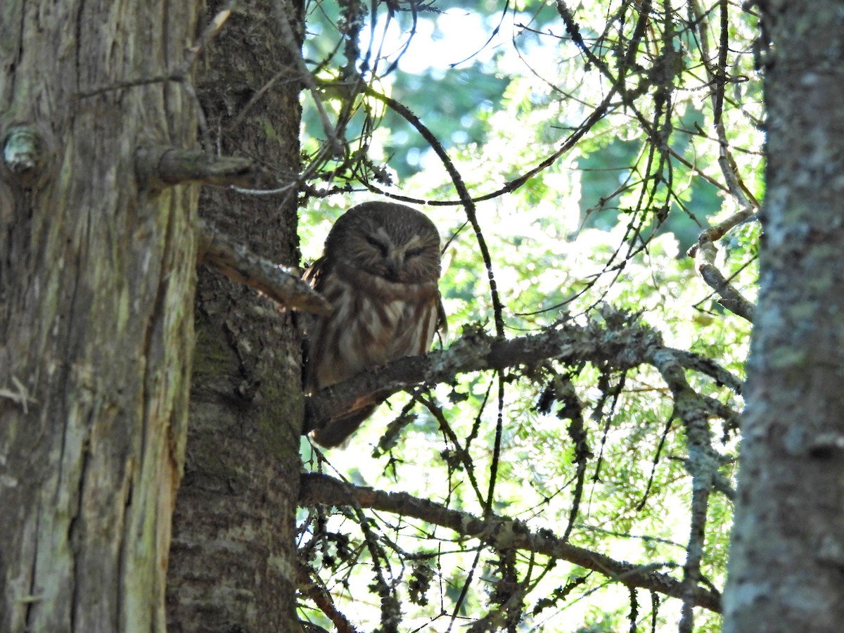 Northern Saw-whet Owl - ML619972078