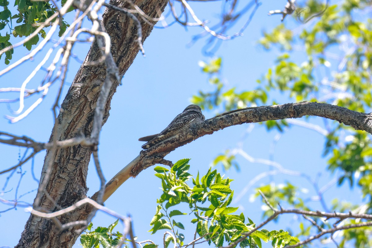 Lesser Nighthawk - ML619972081