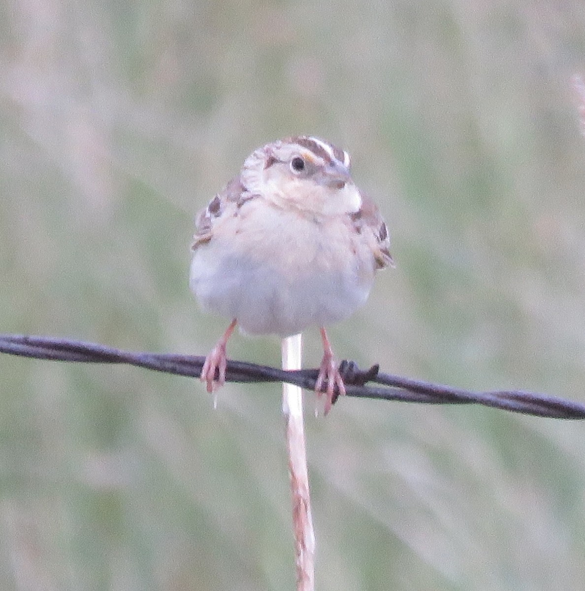Grasshopper Sparrow - ML619972103