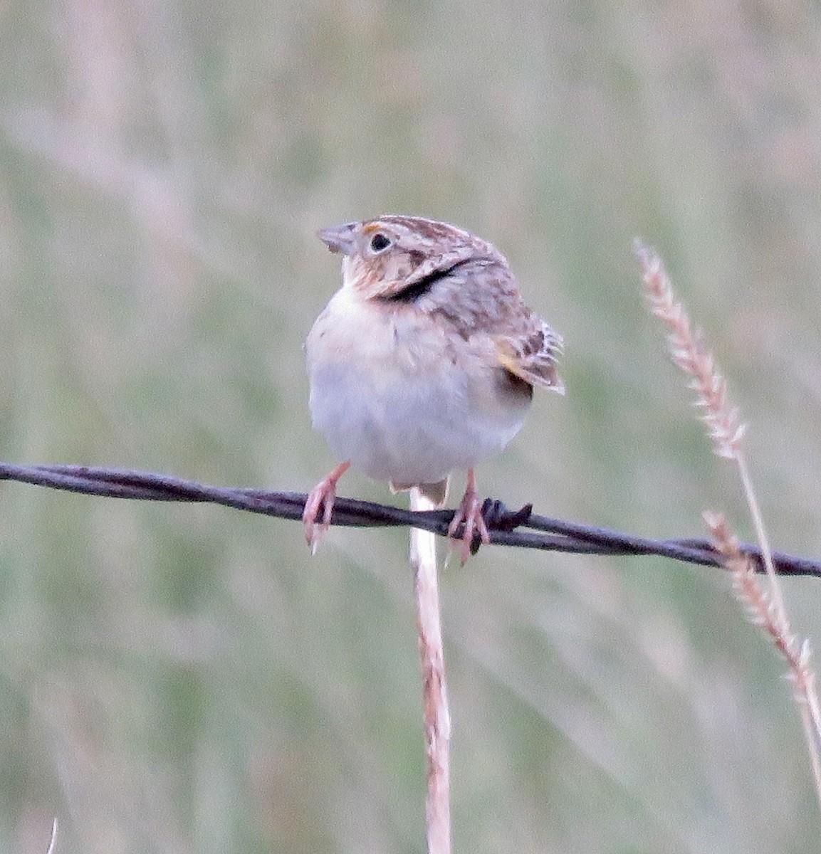 Grasshopper Sparrow - ML619972104