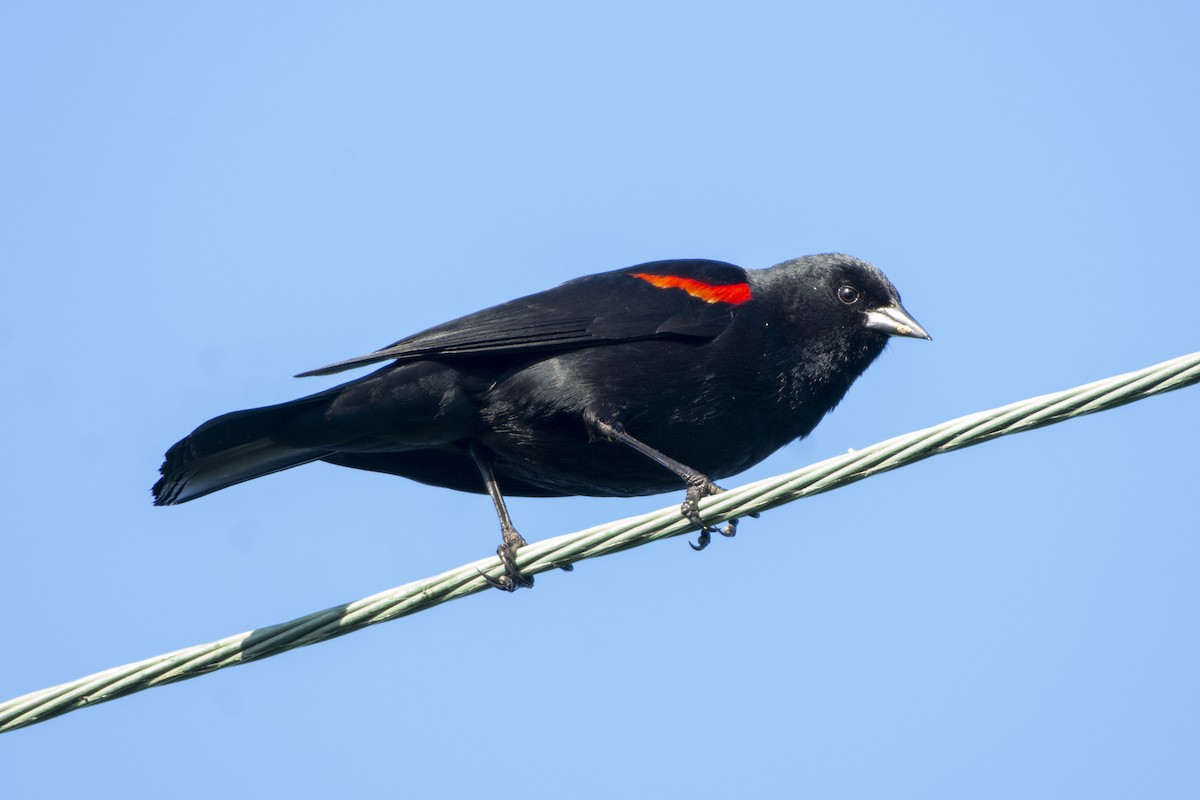 Red-winged Blackbird (California Bicolored) - ML619972115