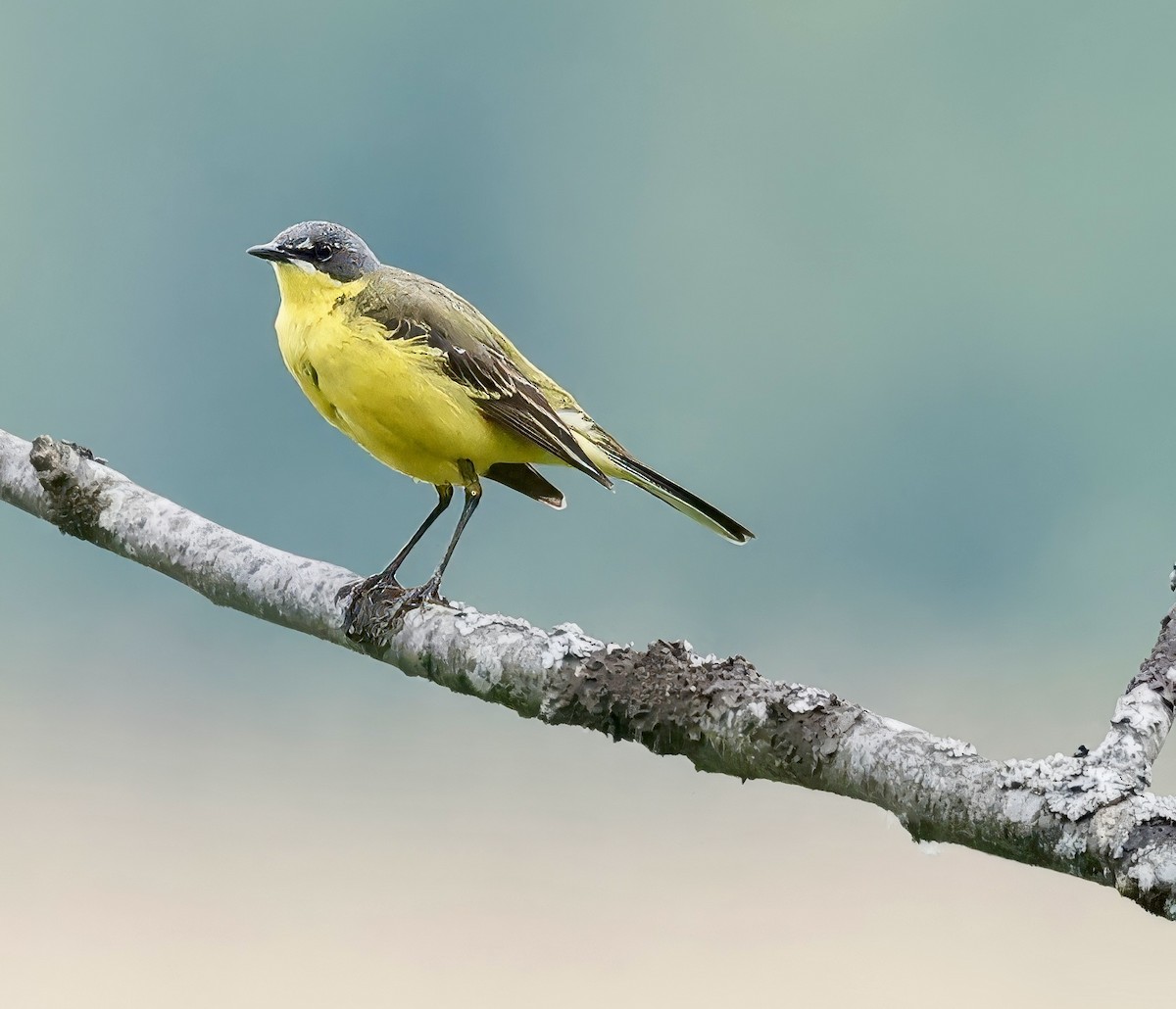 Western Yellow Wagtail - Jan Hansen