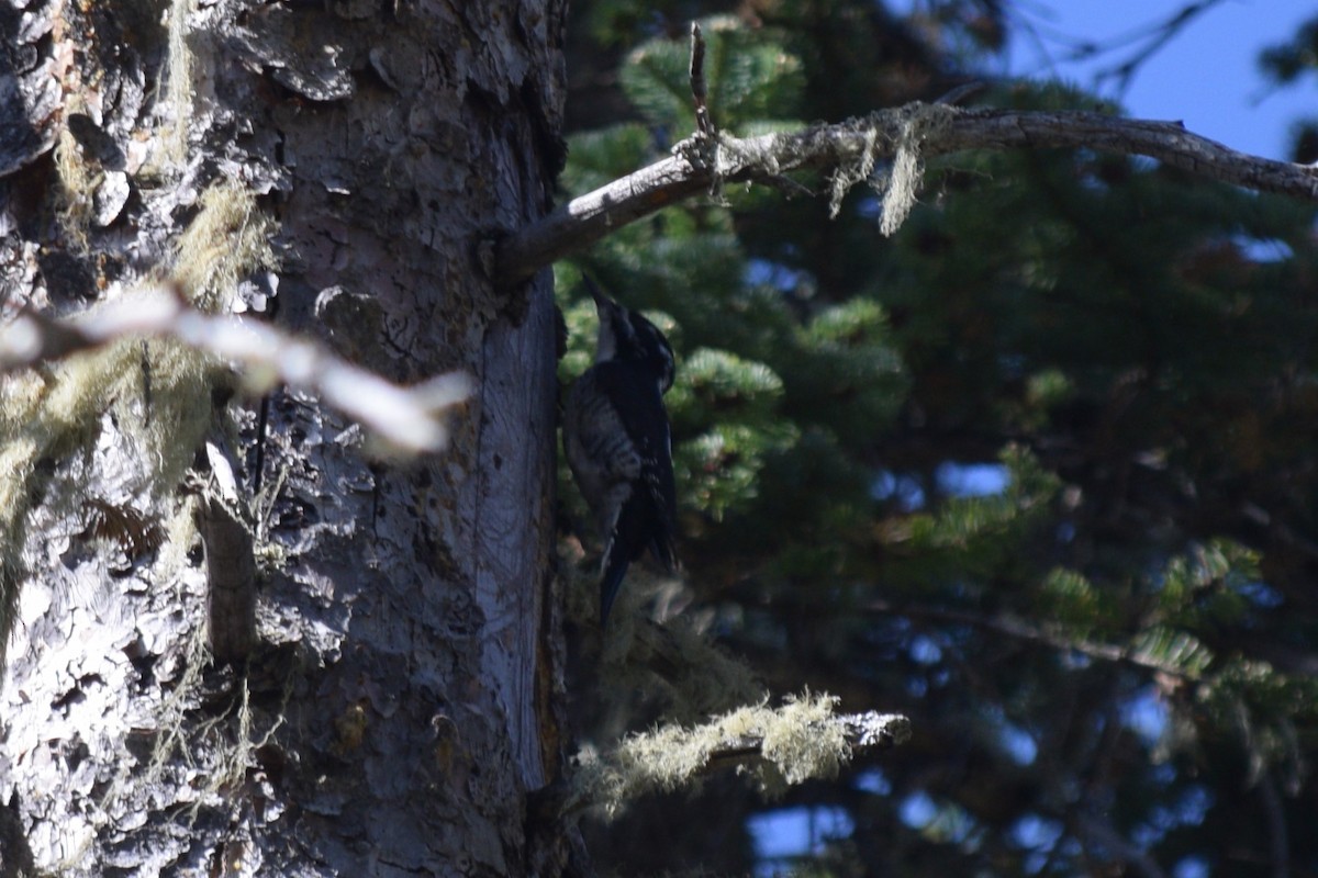 American Three-toed Woodpecker (Rocky Mts.) - ML619972132