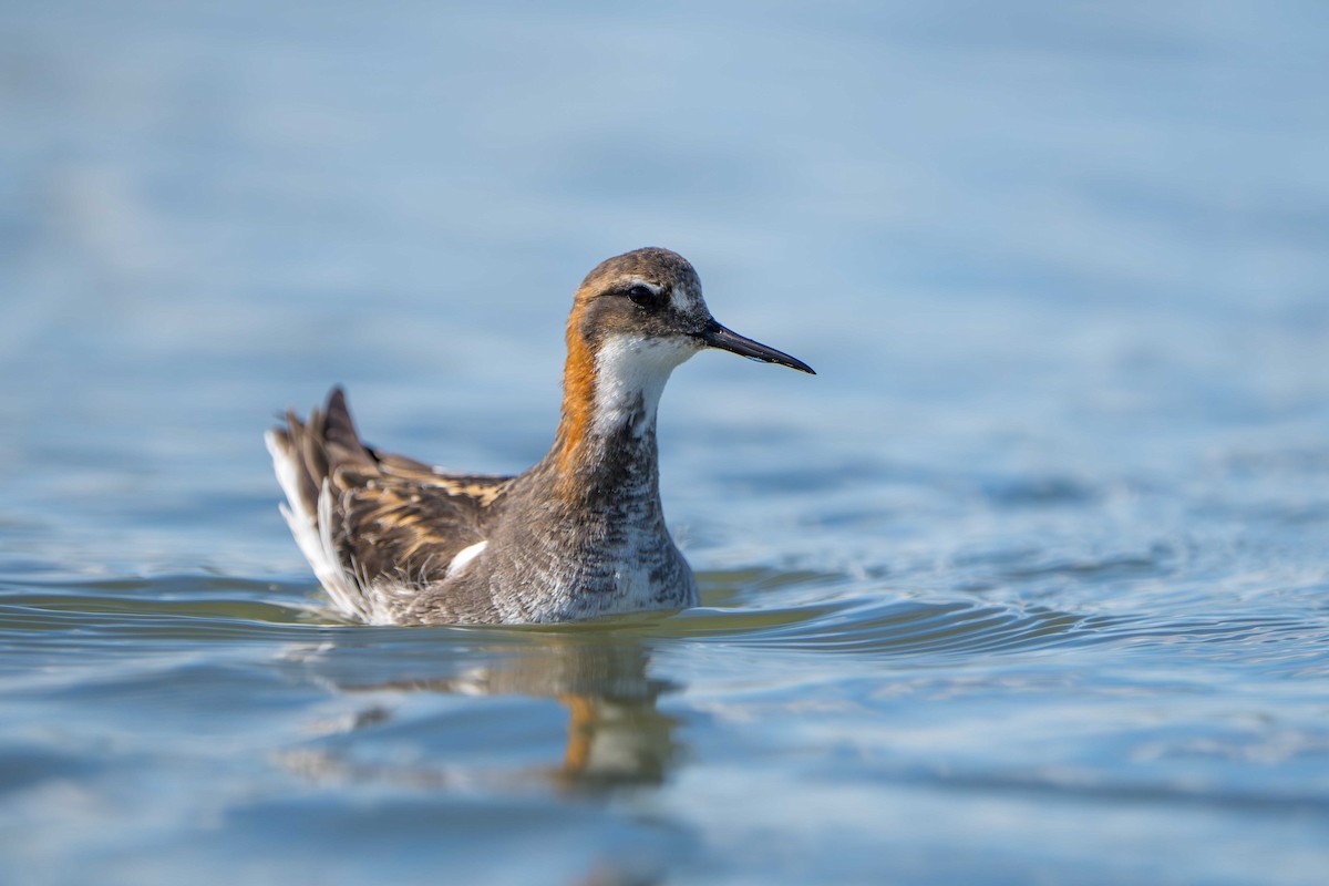 Red-necked Phalarope - ML619972143