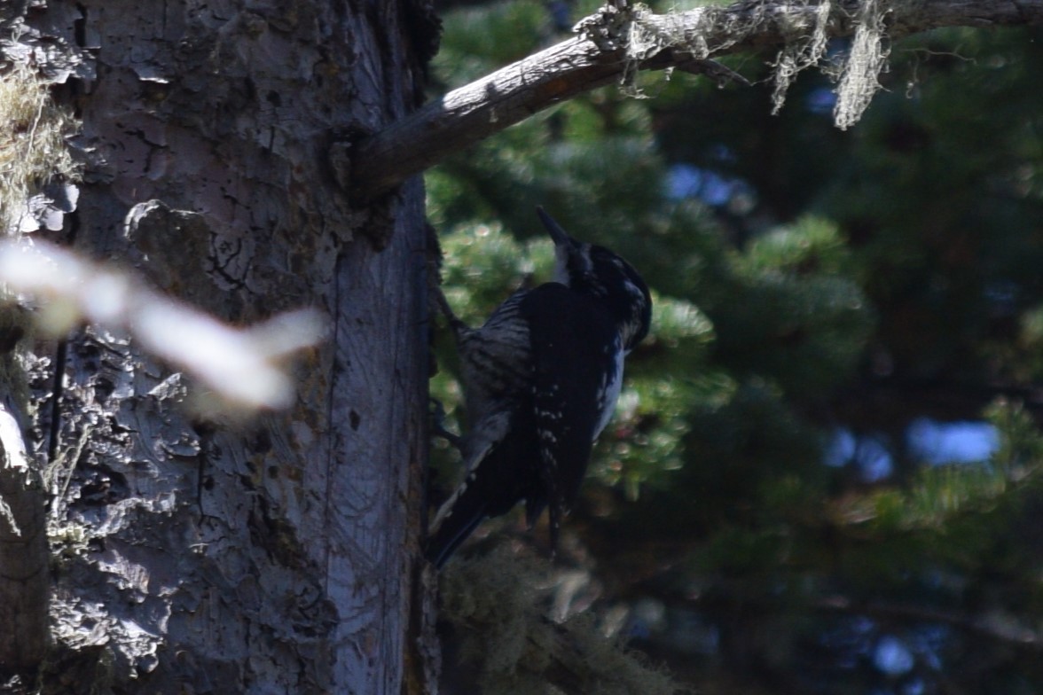 American Three-toed Woodpecker (Rocky Mts.) - ML619972144