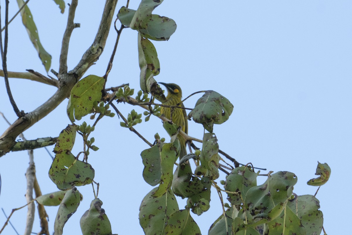 Yellow-eared Honeyeater - ML619972145