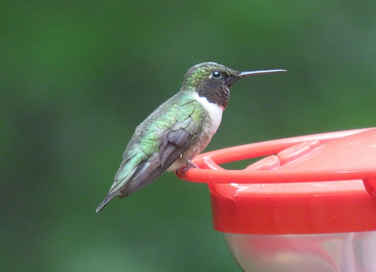Ruby-throated Hummingbird - ML619972155