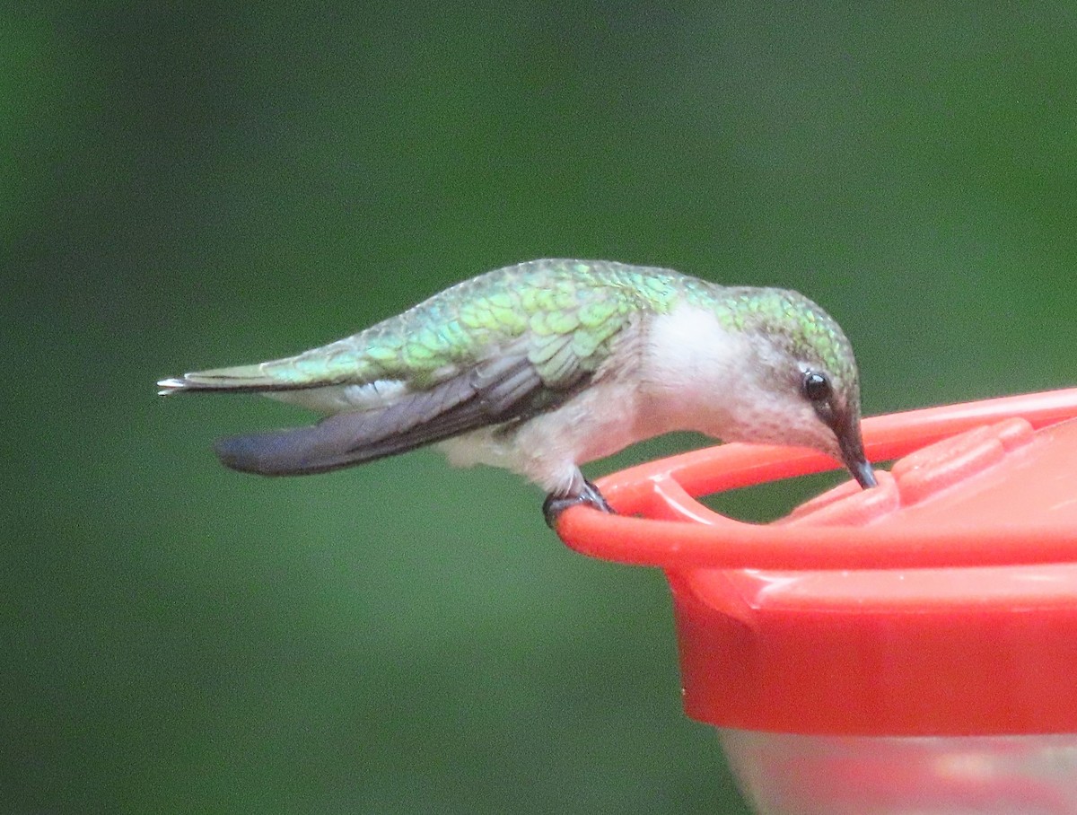 Ruby-throated Hummingbird - ML619972157