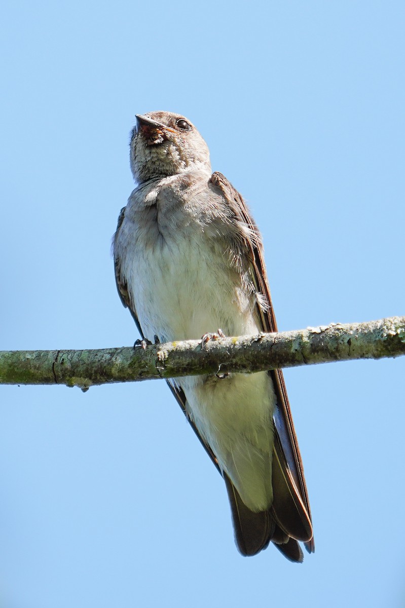 Northern Rough-winged Swallow - ML619972159