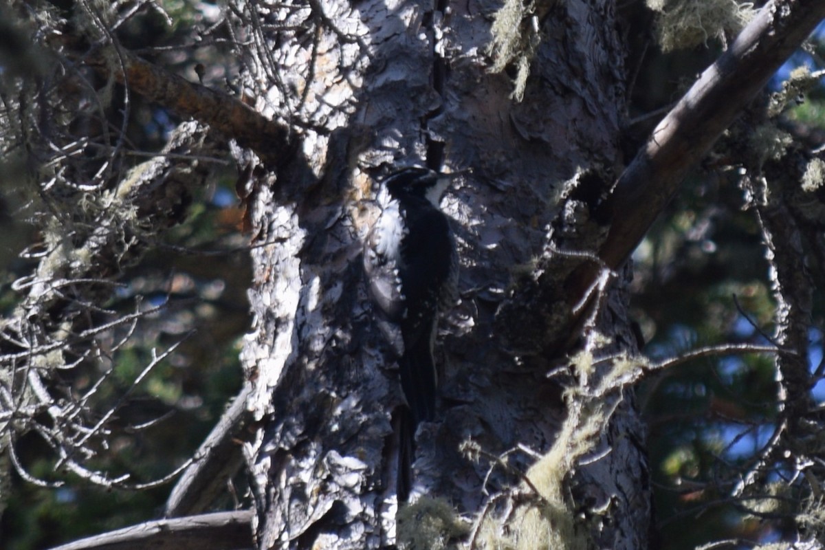 Amerika Üç Parmaklı Ağaçkakanı (dorsalis) - ML619972161