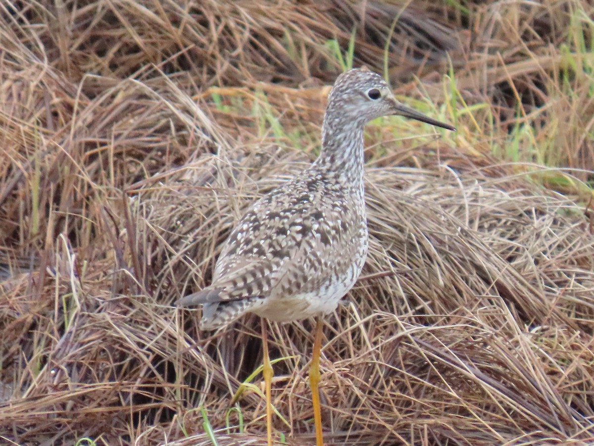 Lesser Yellowlegs - ML619972162