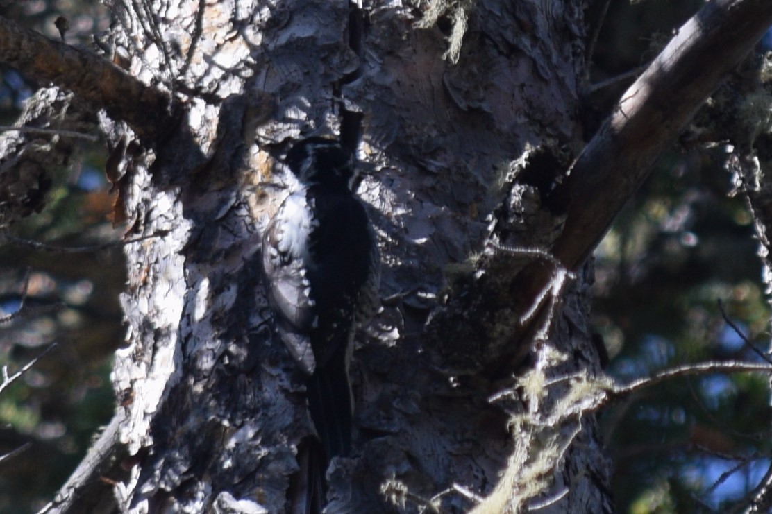 Amerika Üç Parmaklı Ağaçkakanı (dorsalis) - ML619972168