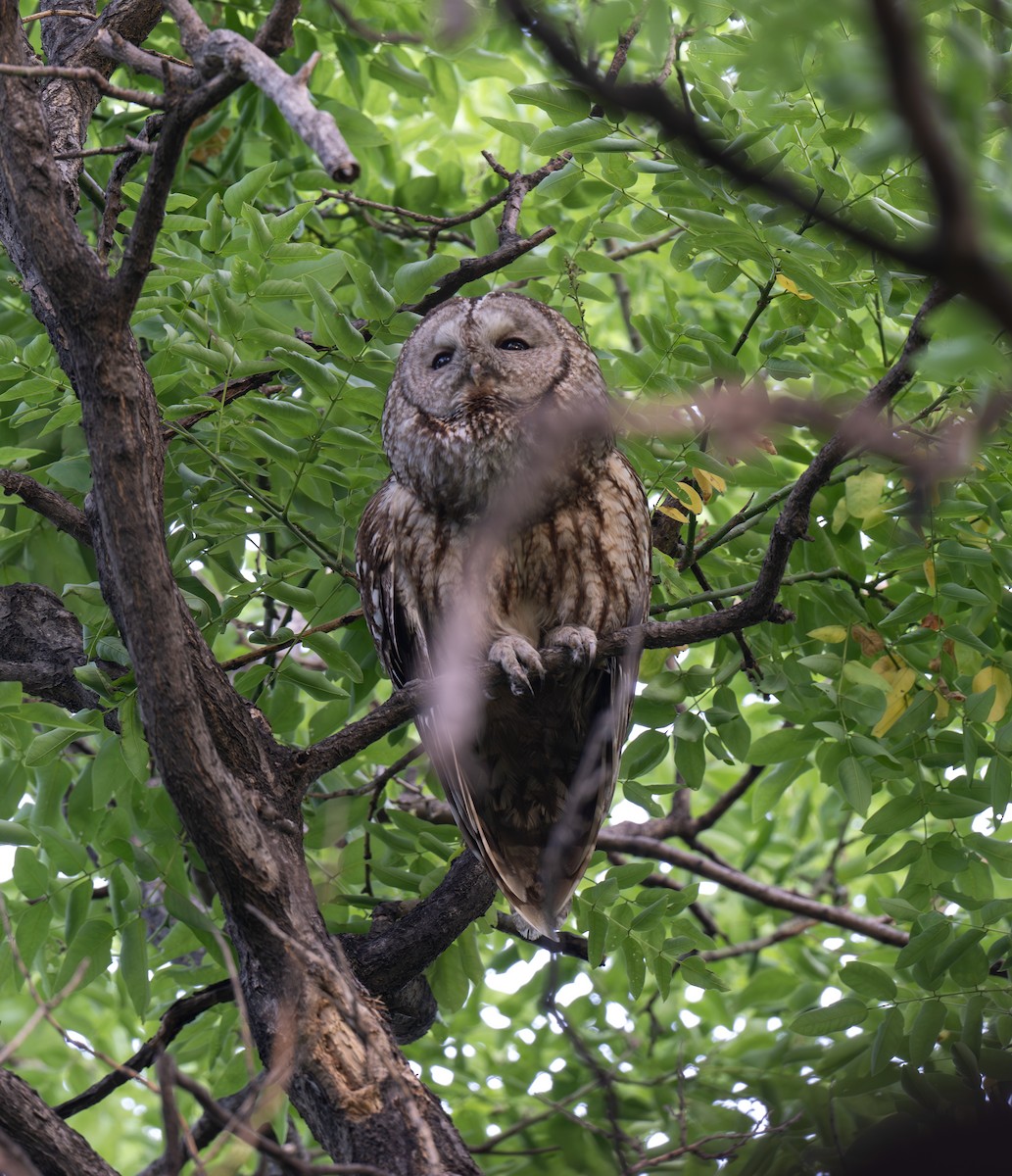 Himalayan Owl - ML619972171