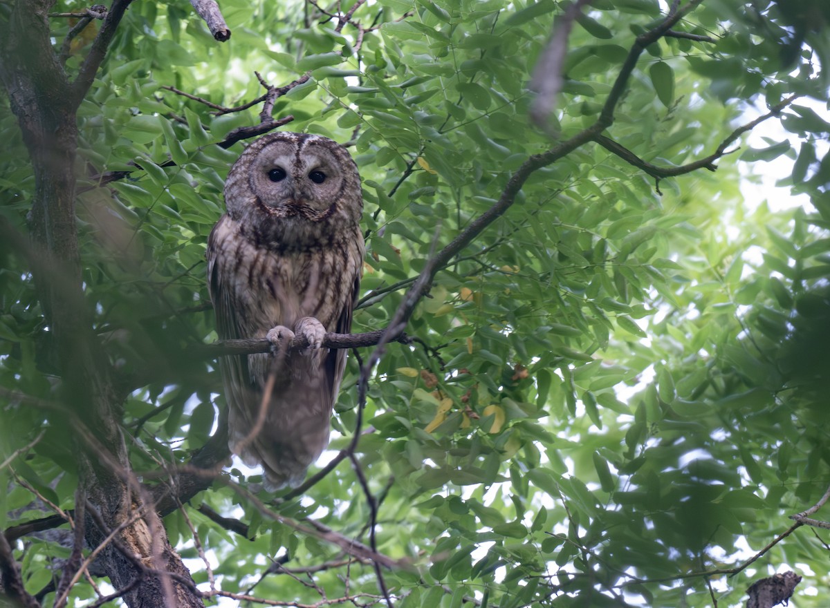 Himalayan Owl - ML619972172