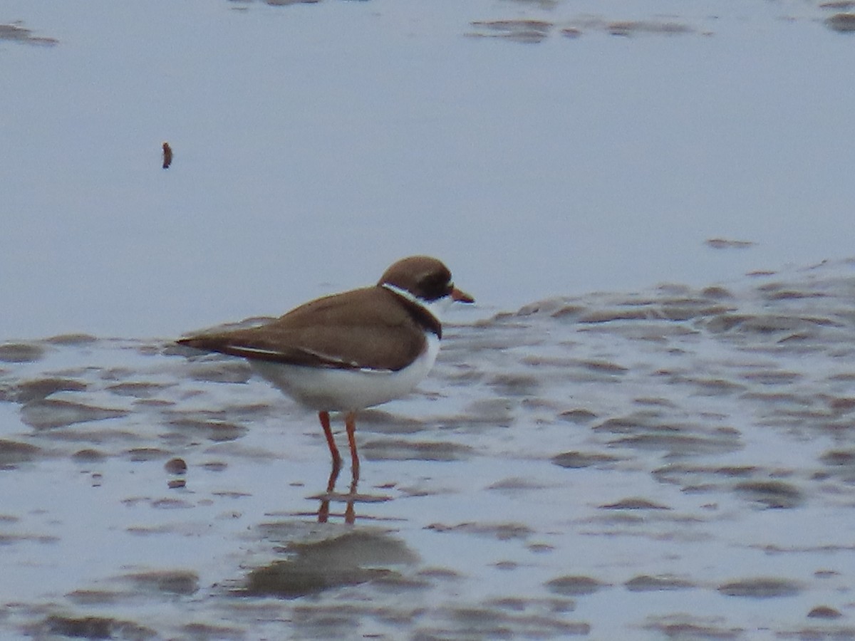 Semipalmated Plover - ML619972178