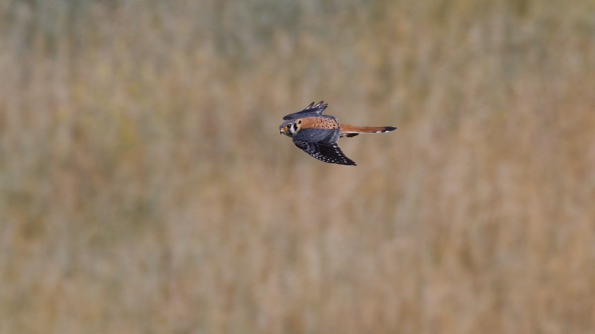 American Kestrel - ML619972189