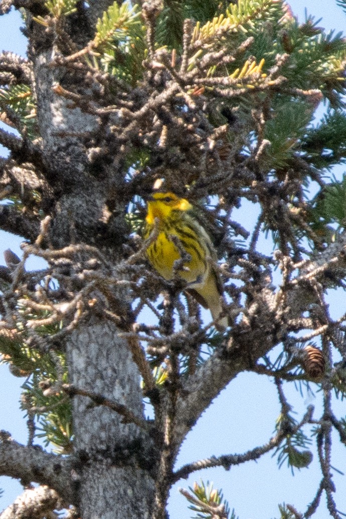 Cape May Warbler - ML619972193