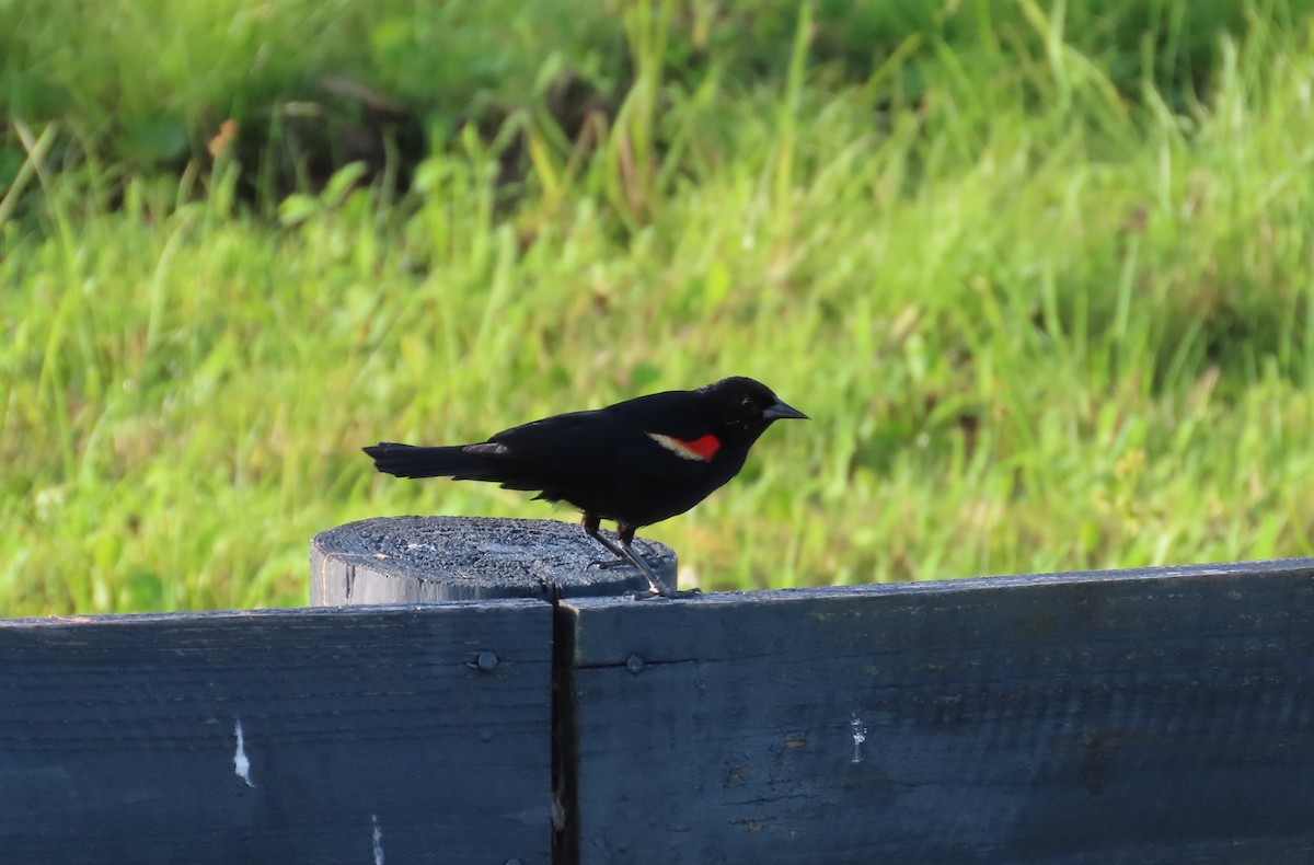 Red-winged Blackbird - ML619972195