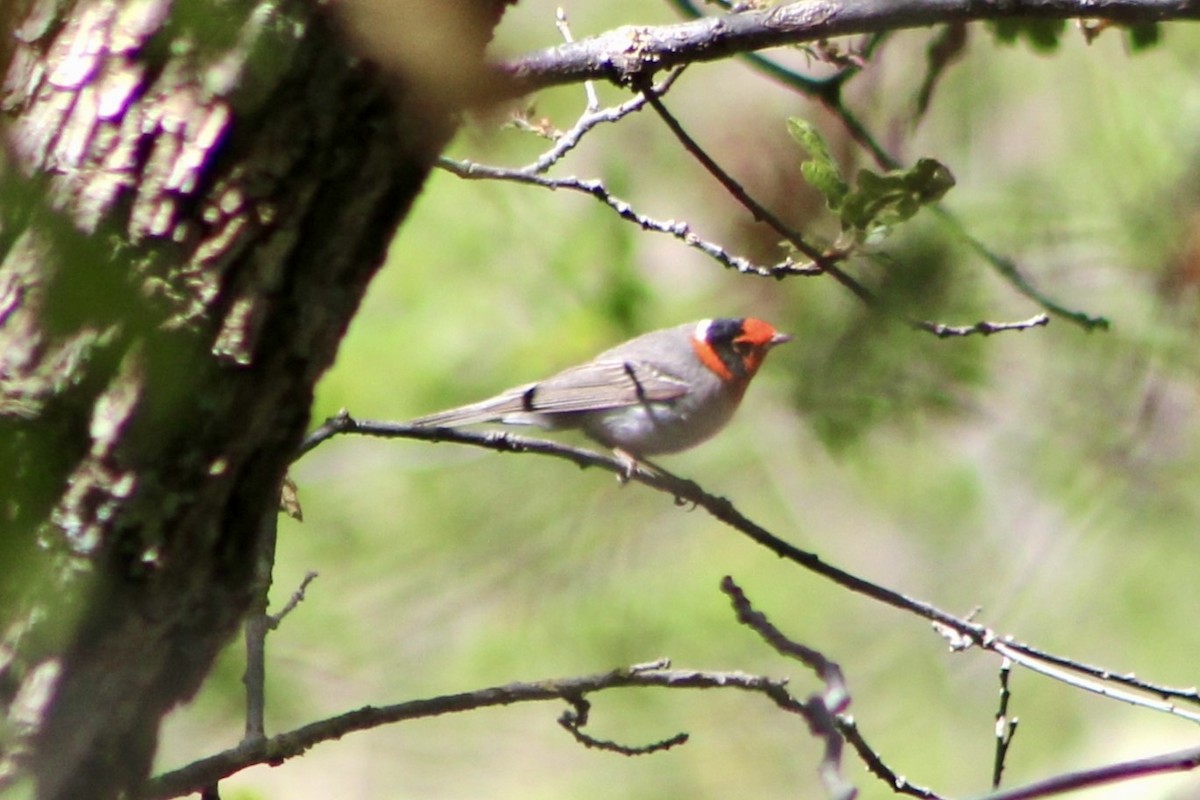 Red-faced Warbler - J.K. Leonard