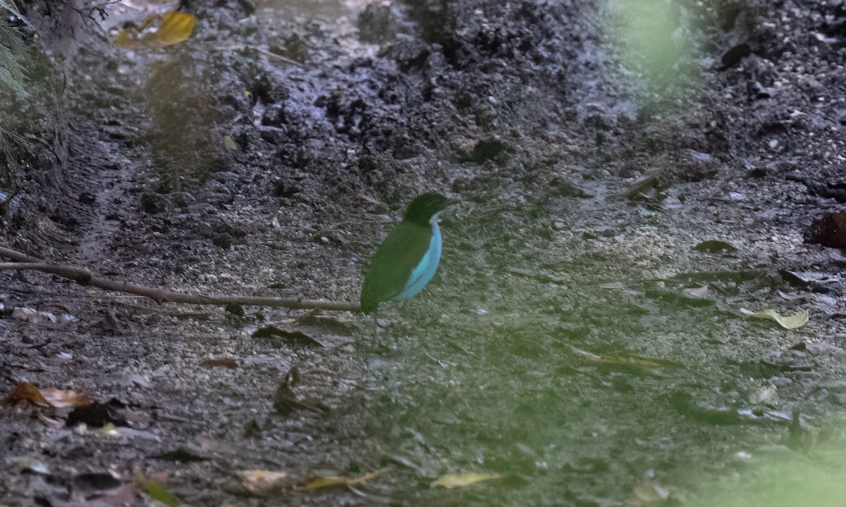 Azure-breasted Pitta - ML619972205