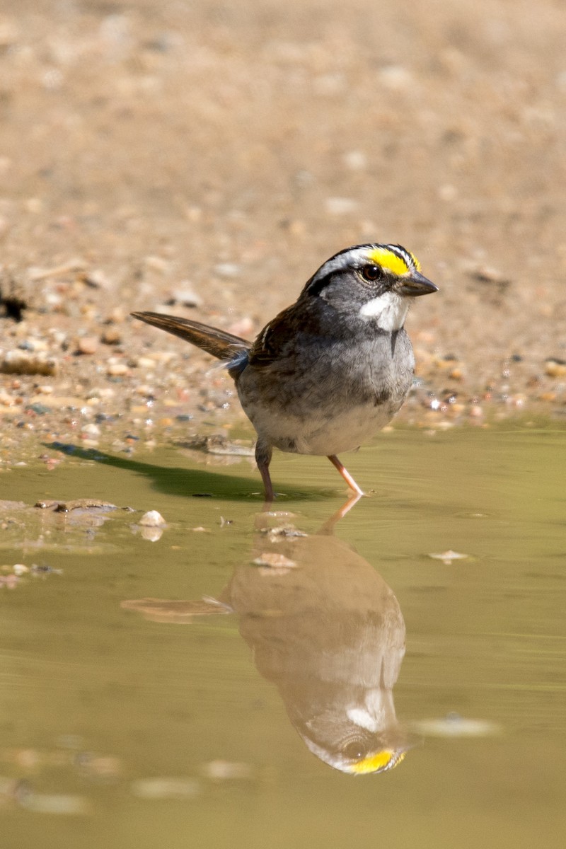 White-throated Sparrow - ML619972220