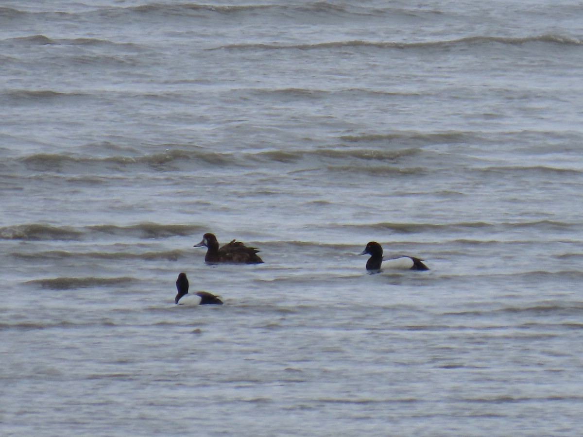 Greater Scaup - ML619972227