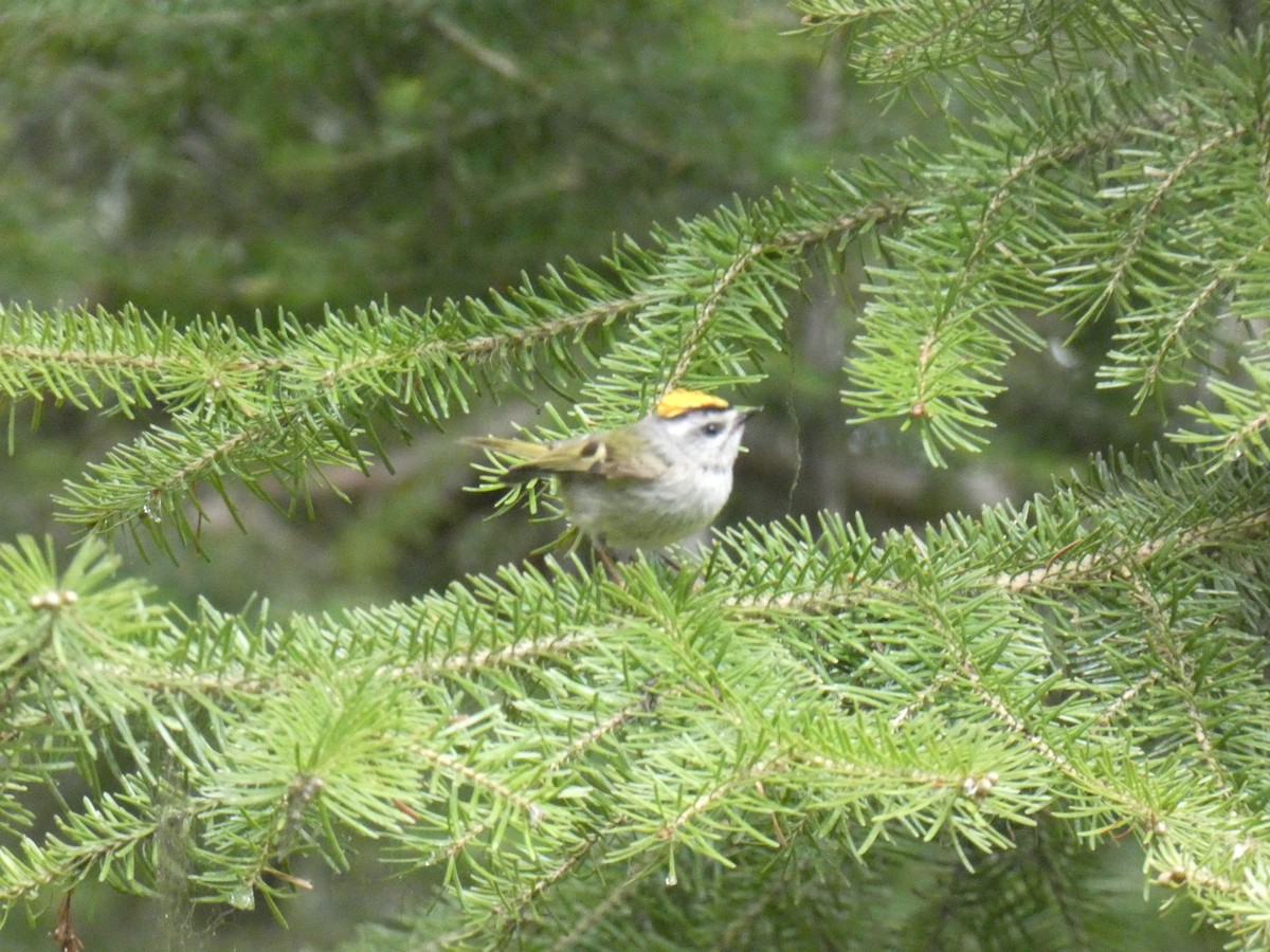 Golden-crowned Kinglet - ML619972236
