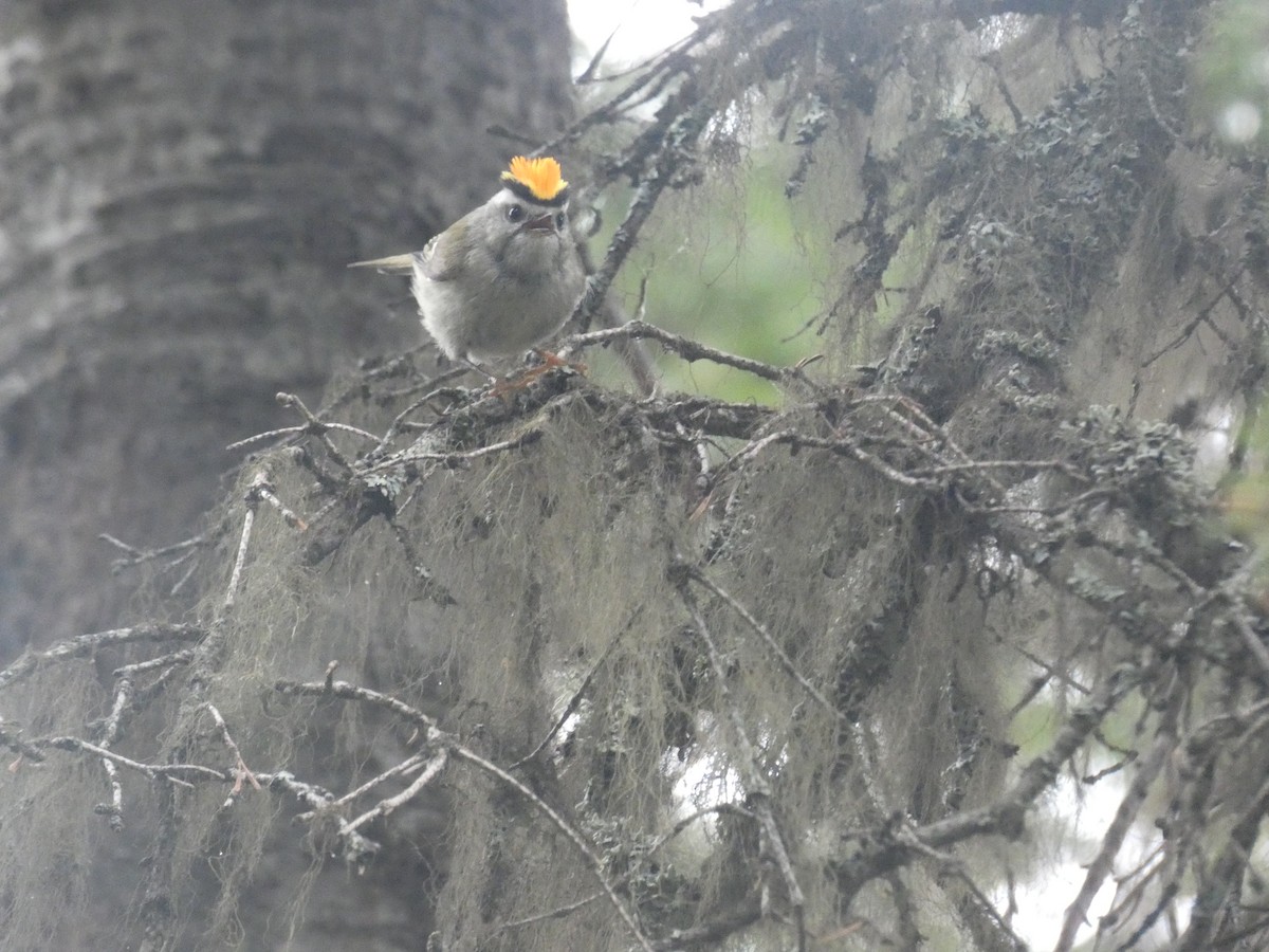 Golden-crowned Kinglet - ML619972237