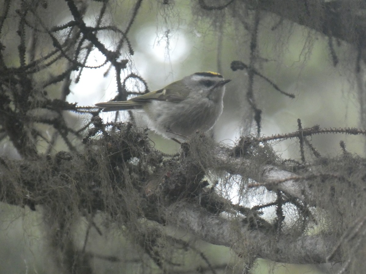 Golden-crowned Kinglet - ML619972238