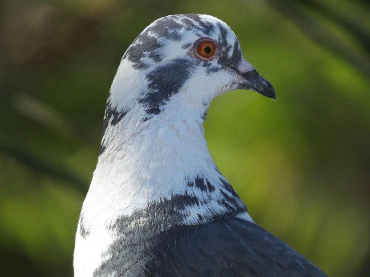 Rock Pigeon (Feral Pigeon) - ML619972244