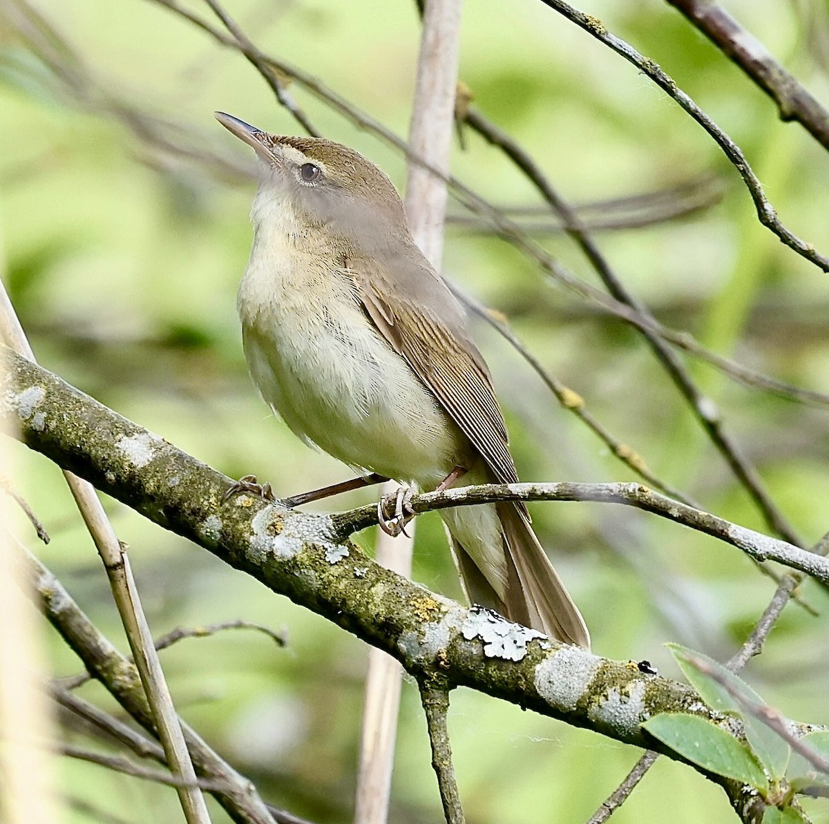 Blyth's Reed Warbler - ML619972252