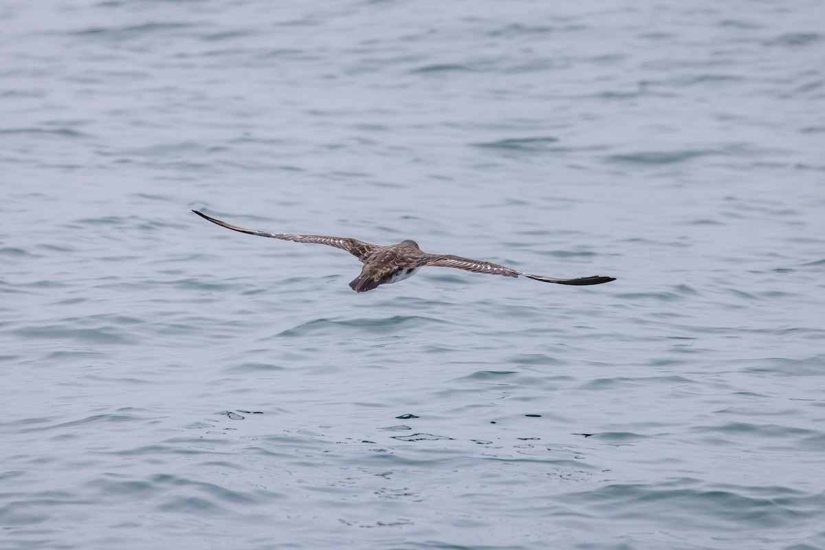 Pink-footed Shearwater - ML619972262