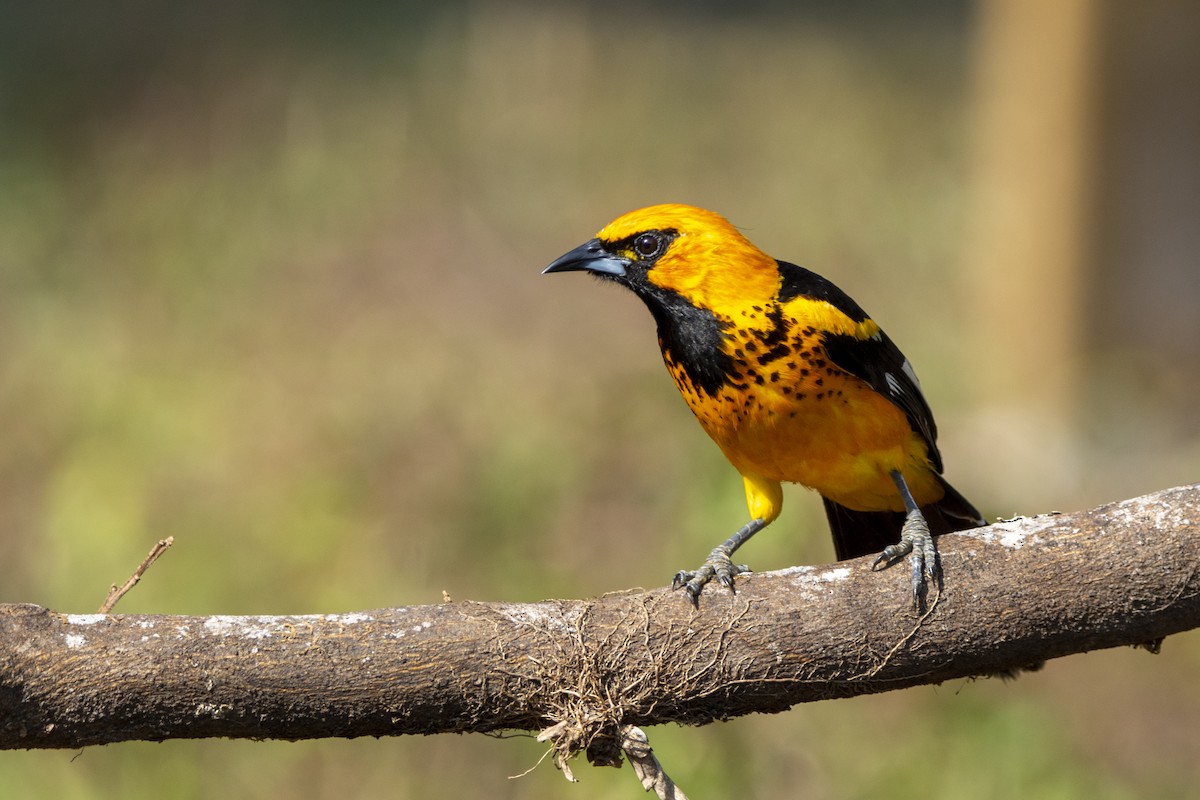 Spot-breasted Oriole - ML619972268