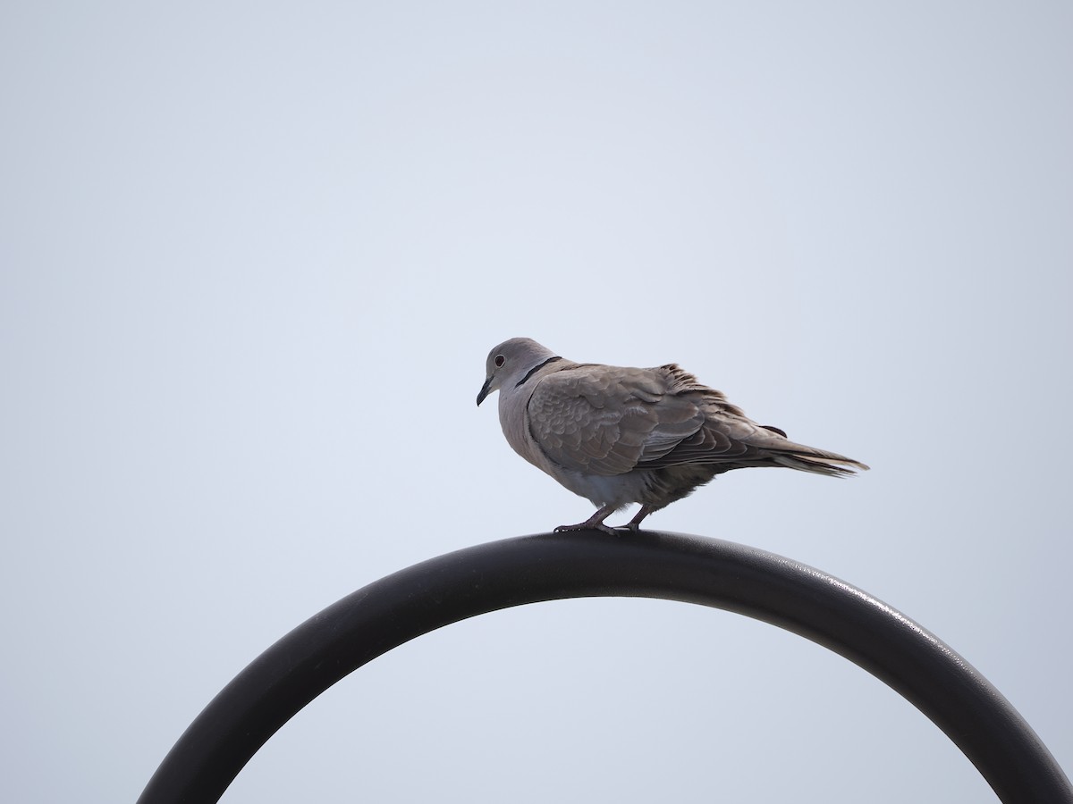 Eurasian Collared-Dove - ML619972269