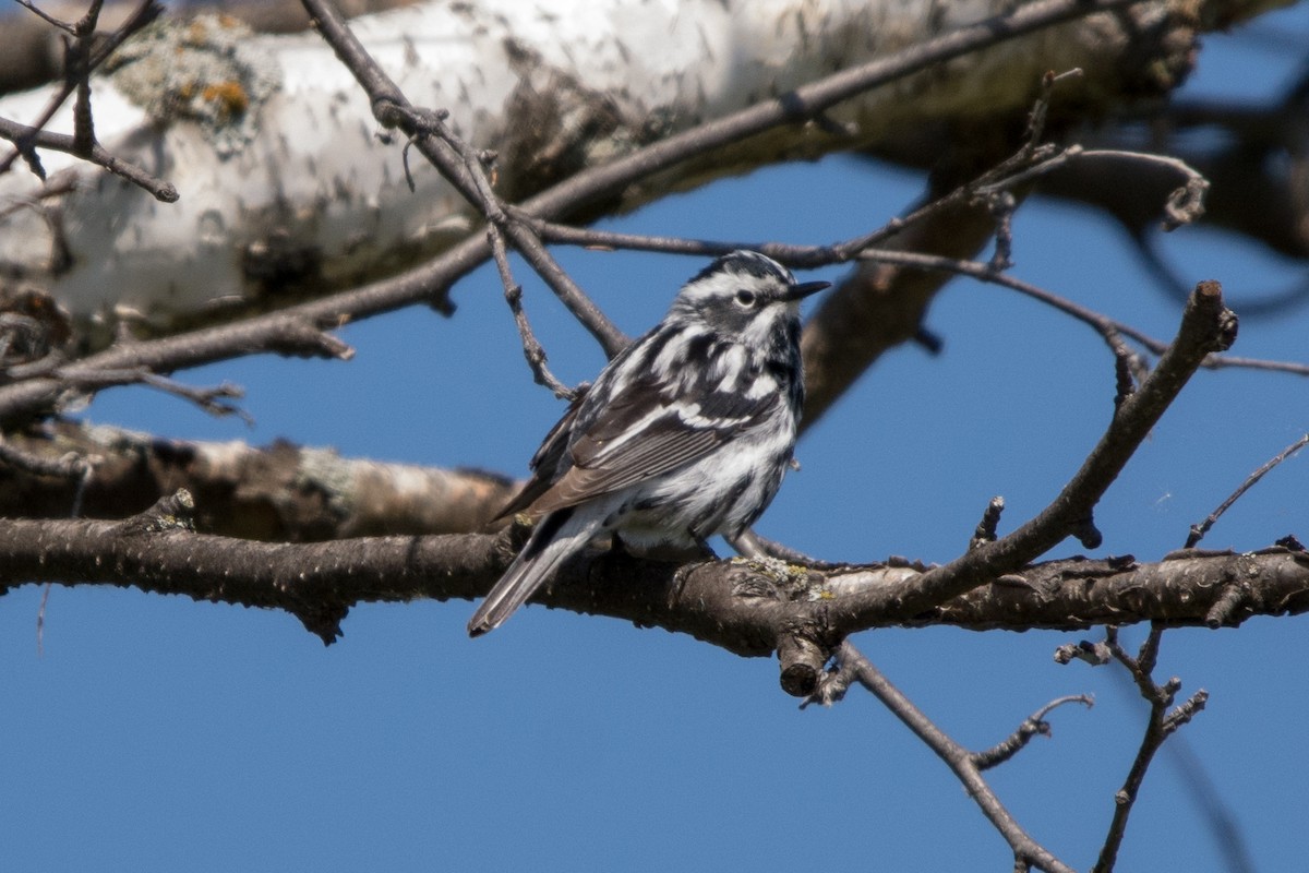 Black-and-white Warbler - ML619972270