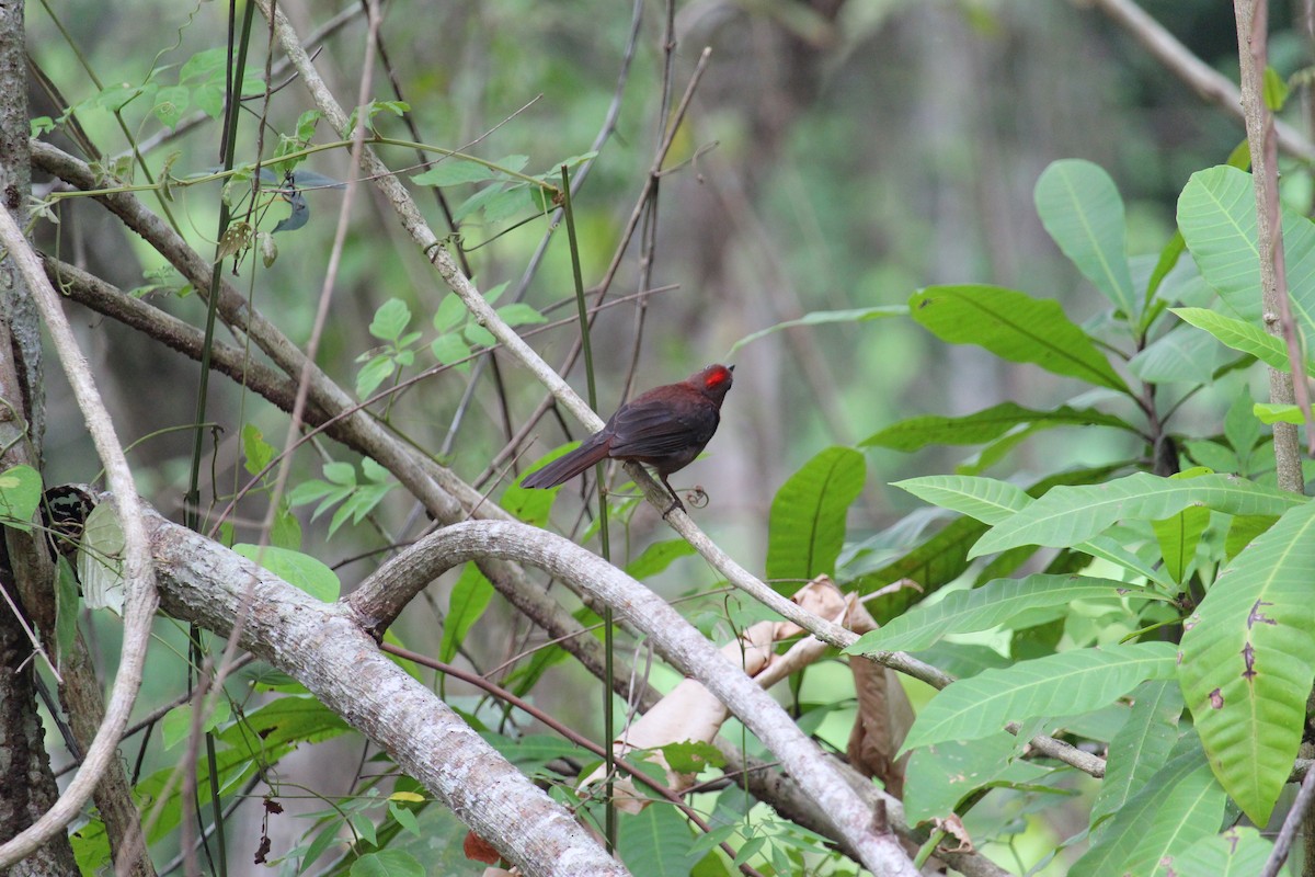 Red-throated Ant-Tanager - ML619972284