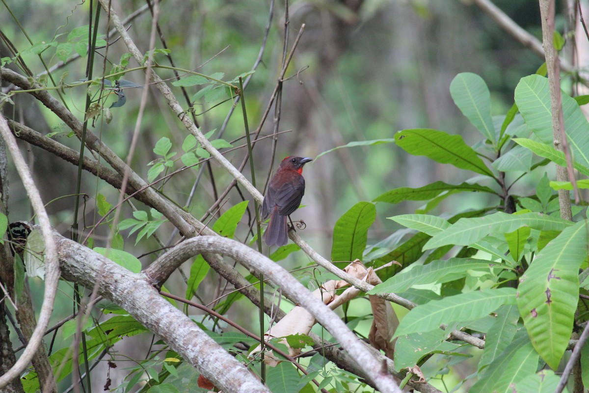Red-throated Ant-Tanager - ML619972285