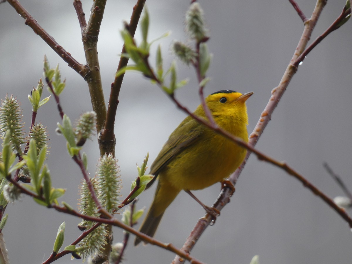 Wilson's Warbler - ML619972301